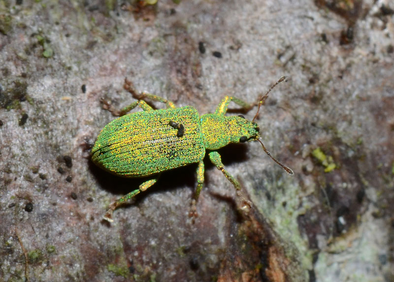 Da identificare: Polydrusus corruscus